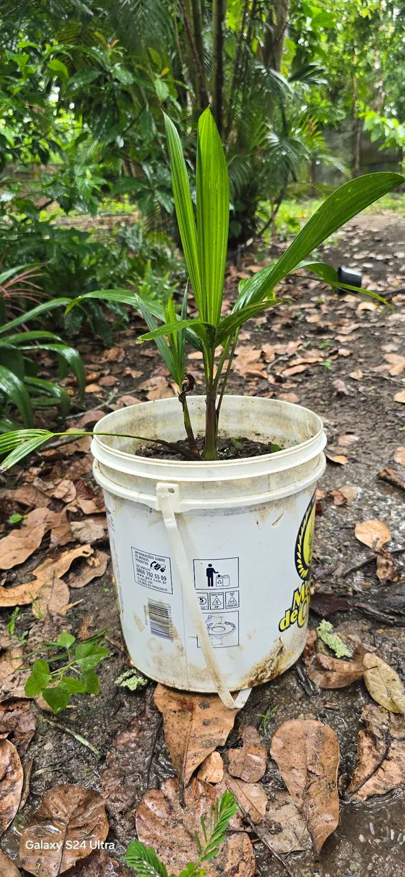 Palmeira Laca Vermelha mudas