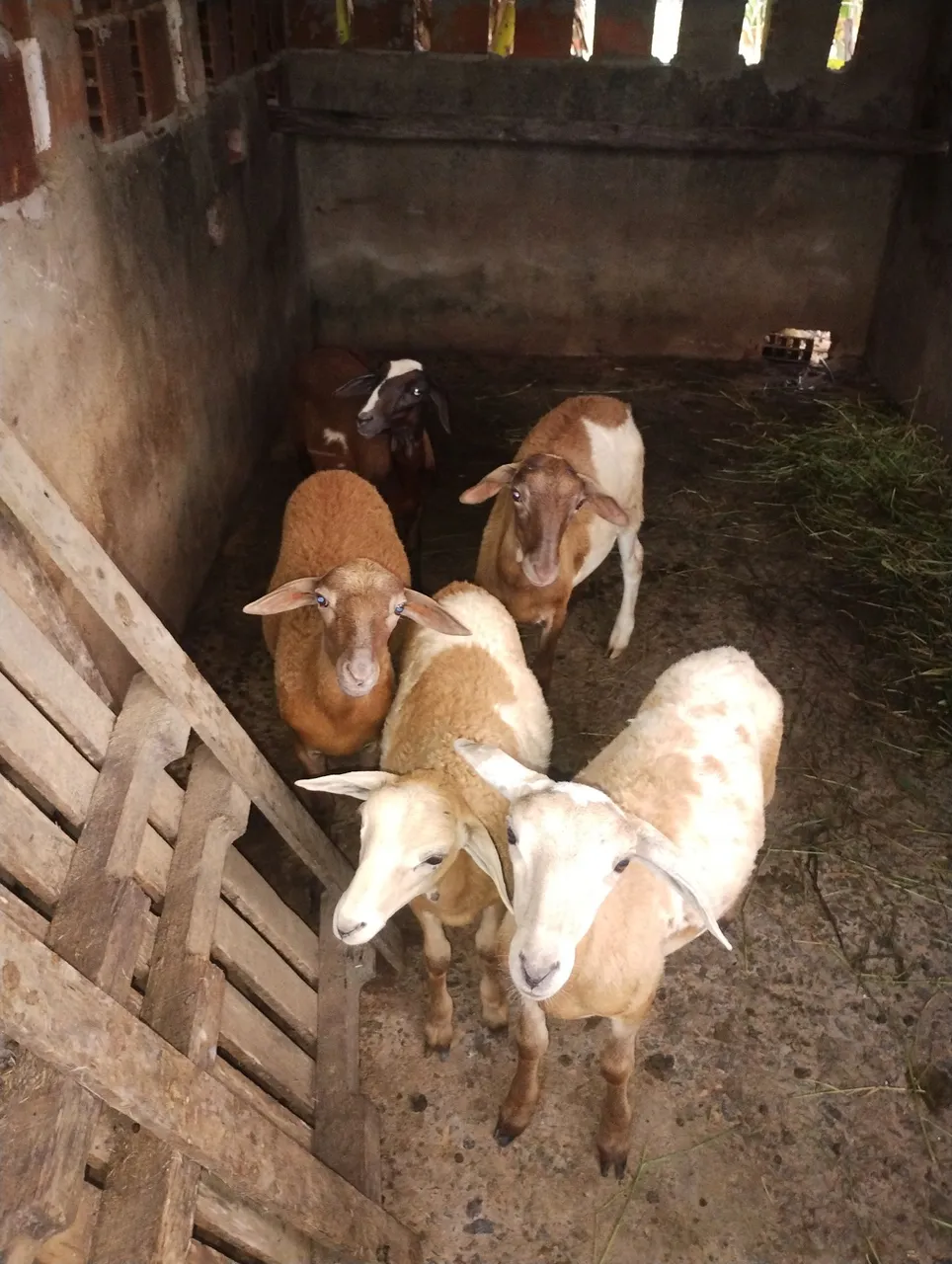 Ovelhas para criação