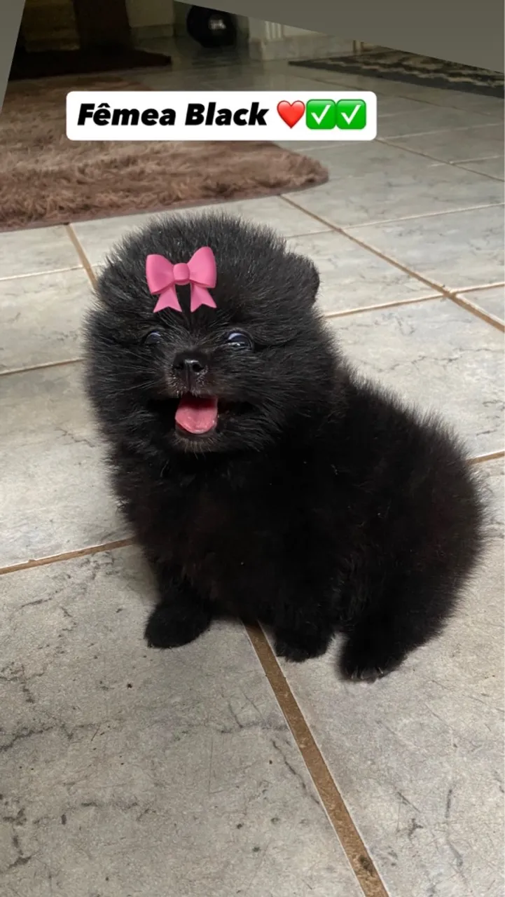 Filhote Spitz Alemão Fêmea Black