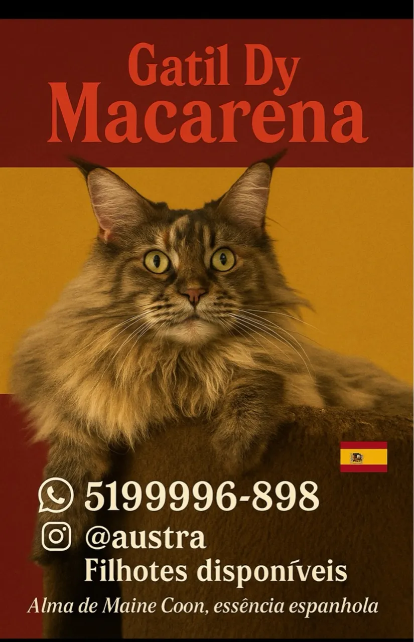 Filhotes de Maine Coon para reserva