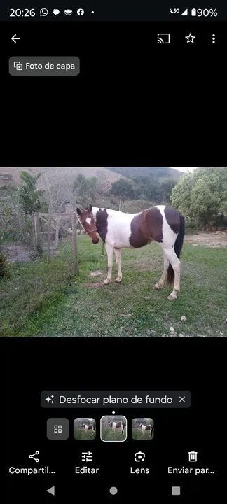 Égua pampa de castanha 6 anos - Foto 6