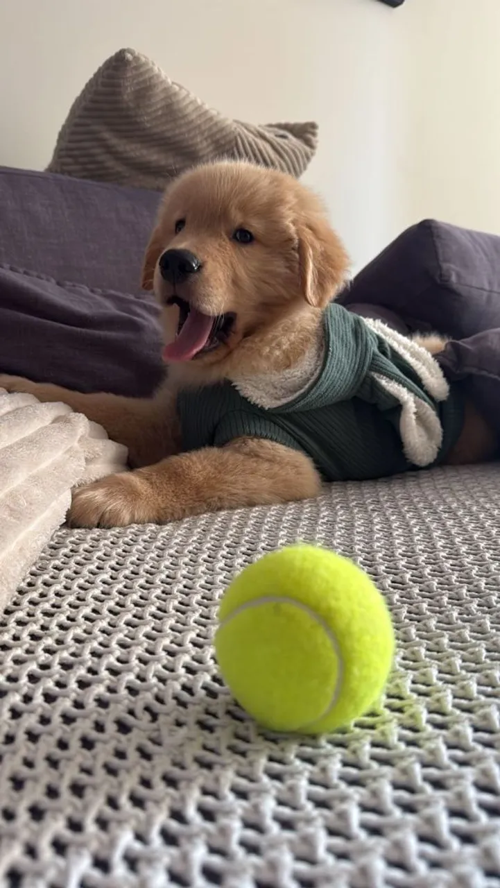 Ursinhos Golden Retriever Fofos e Brincalhão disponível