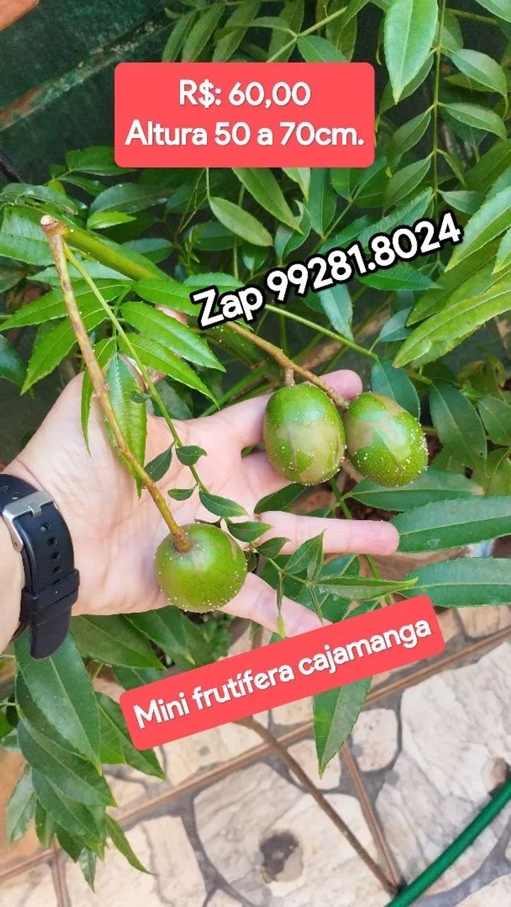 Mini Frutífera cajamanga produzindo