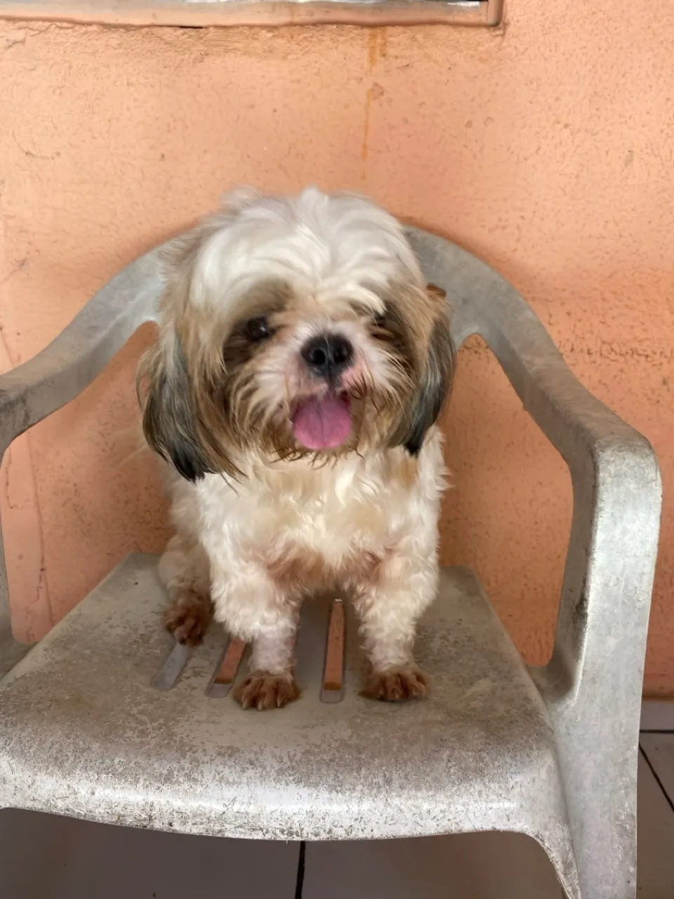 Shih Tzu Macho 10 meses