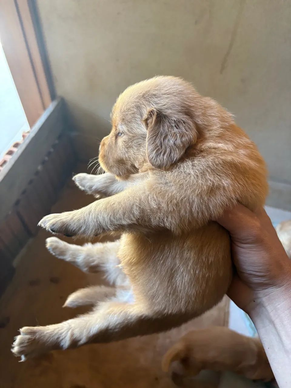 Golden retriever macho - Foto 3