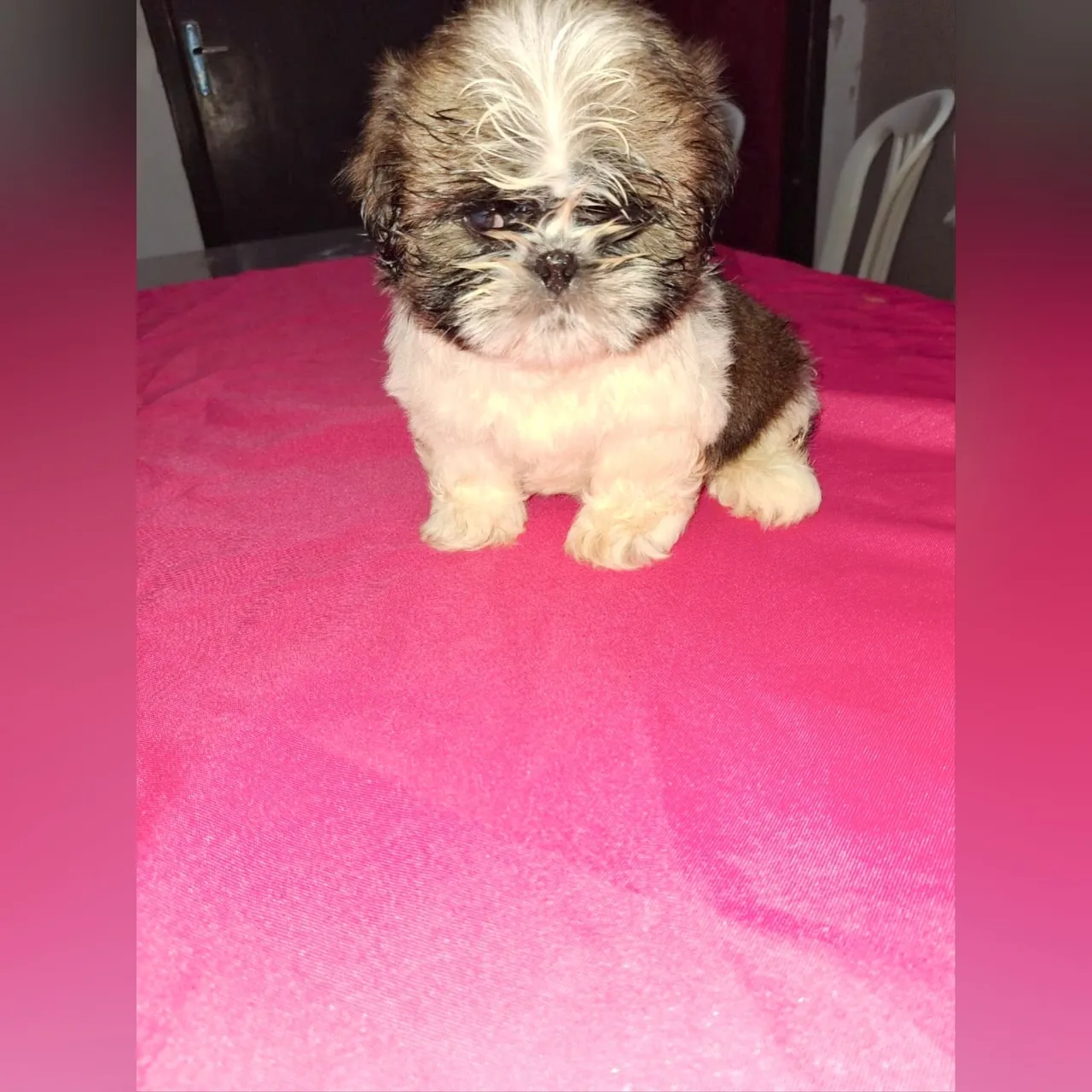 Filhote Shih Tzu - Fofinho e Carinhoso