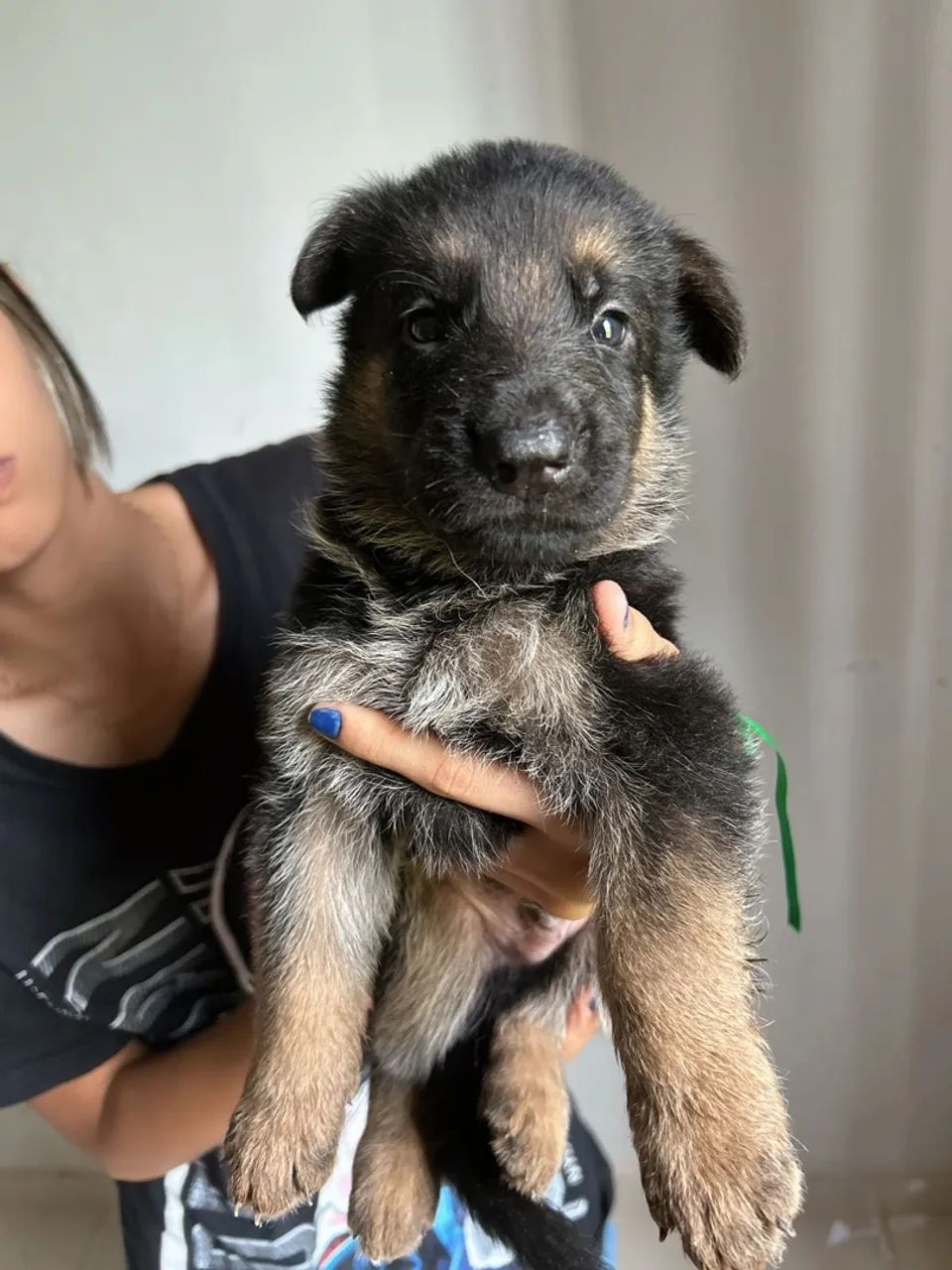 Filhote de pastor alemão  - Foto 3