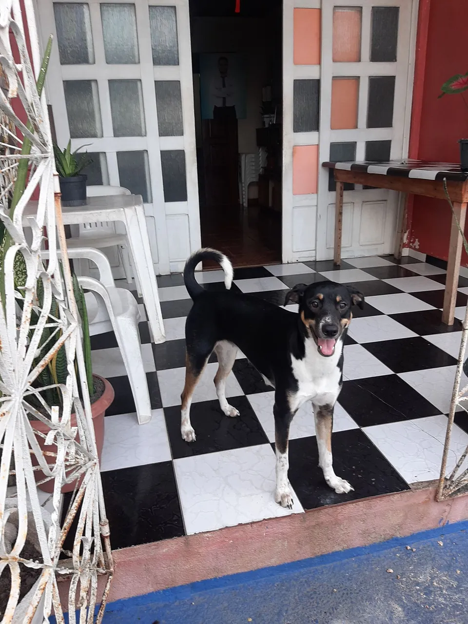 Cachorra SRD Adulto para adoção