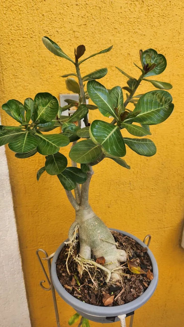 Planta de Adenium obesum (Rosa do Deserto) em vaso