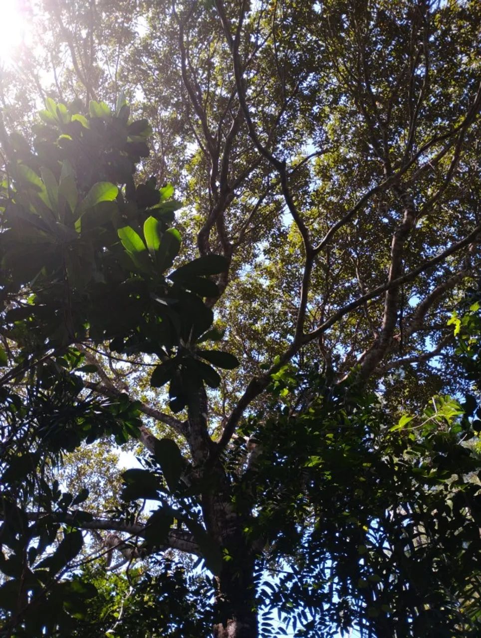 Vendo terreno 14.000m² linha verde curralinho,65mil  - Foto 2
