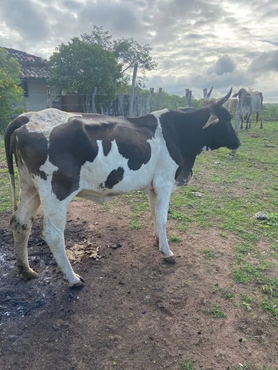 Vaca leiteira - Produção de 6L/ média - Foto 2