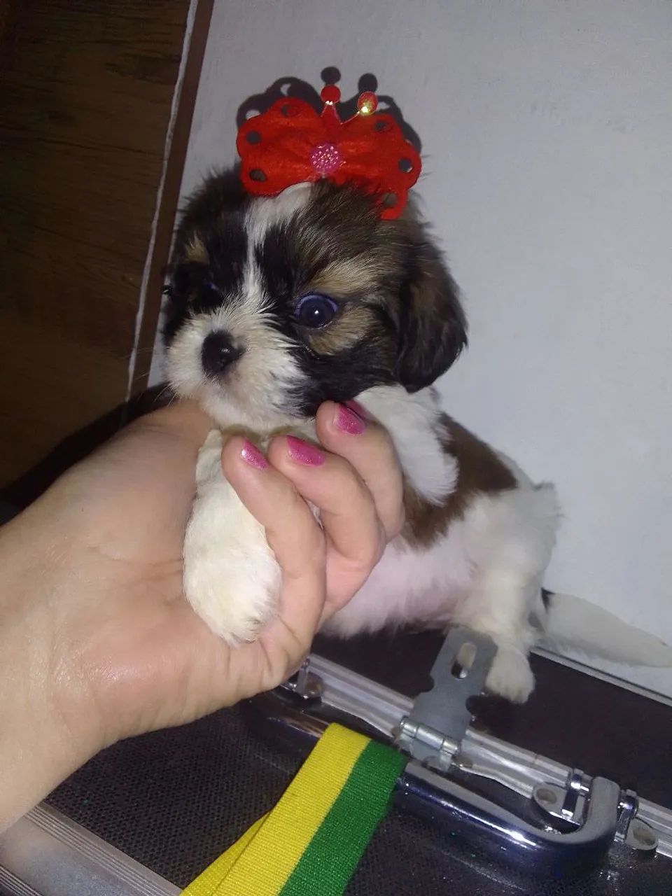 Shih Tzu Fêmea tricolor 40 dias
