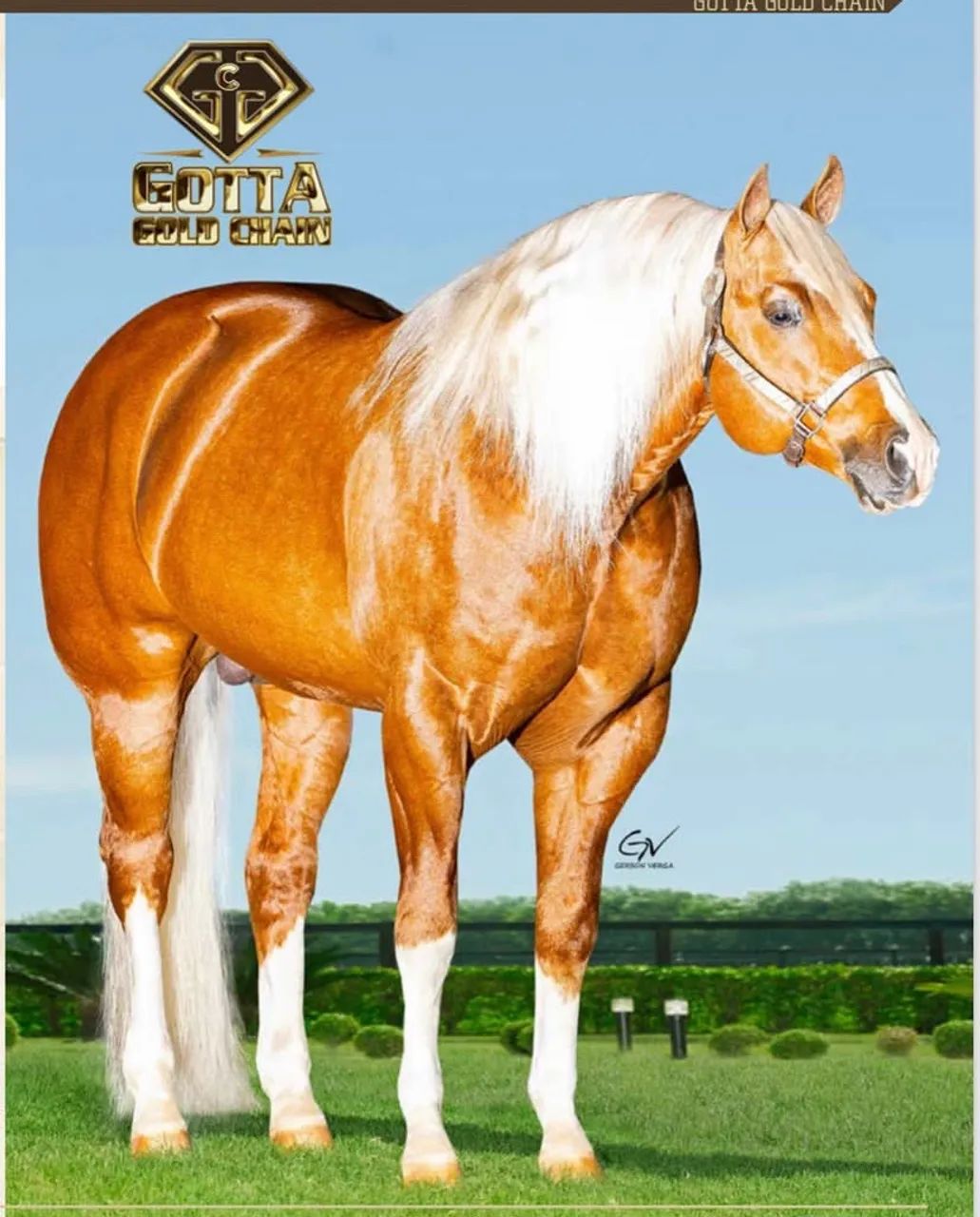 Potra Quarto de milha PO  - Foto 5