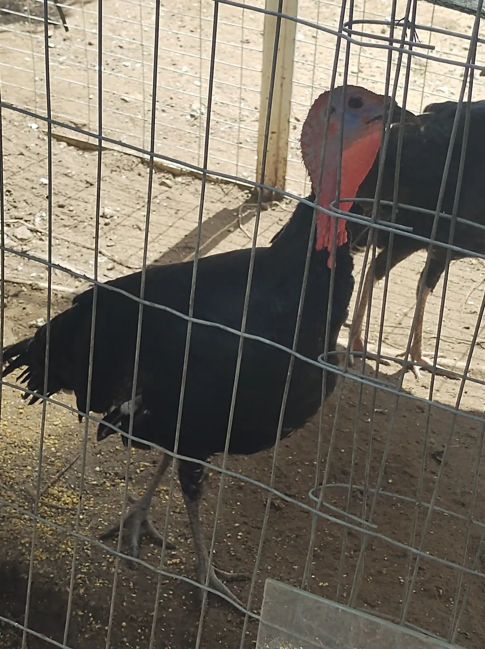 Turcos para agropecuária