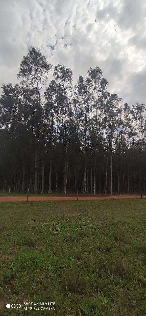 Venda de eucalipto