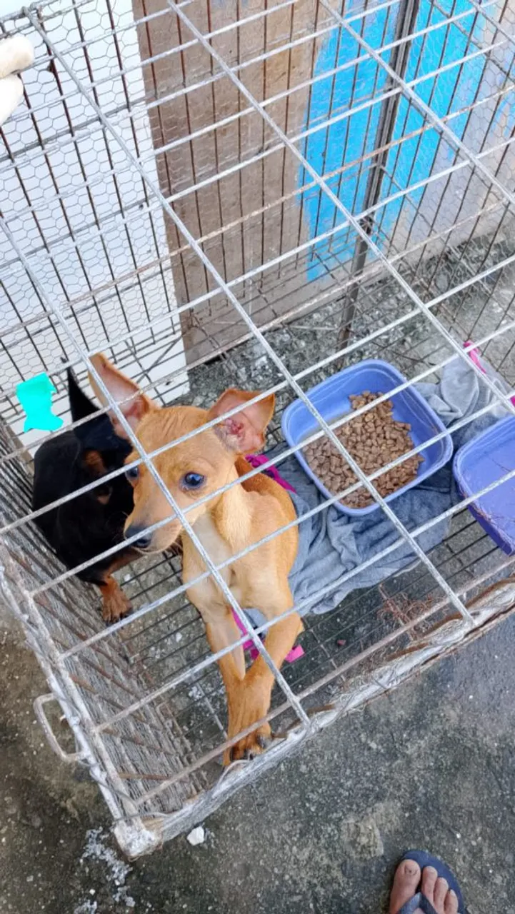 Filhote de Pinscher para venda