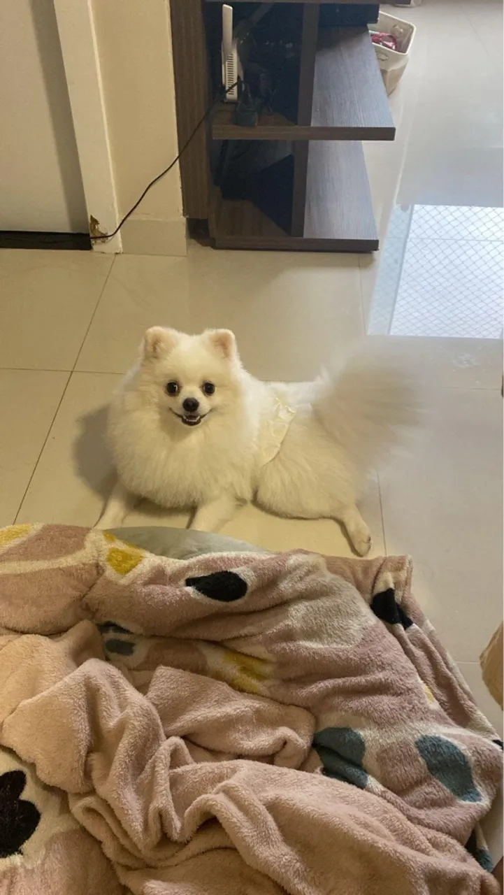 Spitz Alemão disponível para cruza com pedigree CBKC