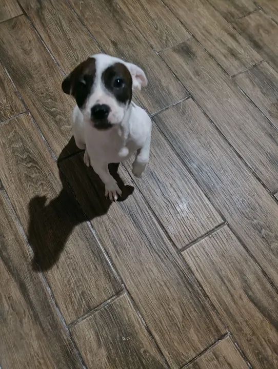 Doação de filhotes com 4 meses 