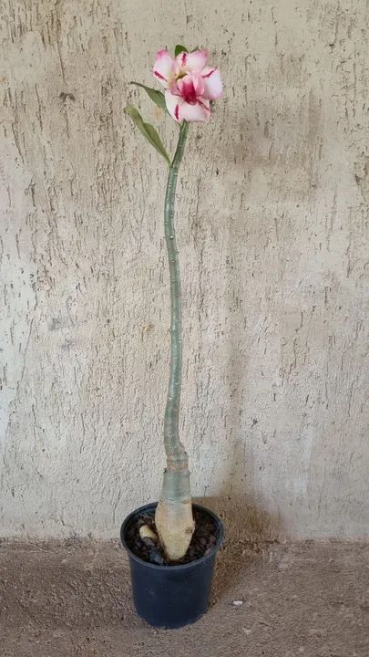 Rosa do Deserto - Foto 4