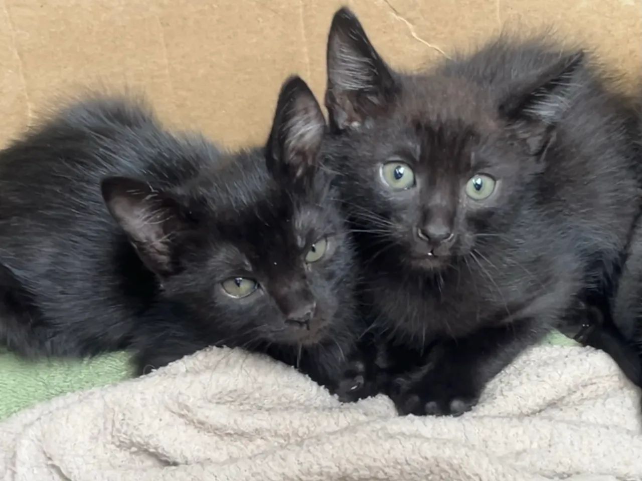 Adoção de gato - Foto 2