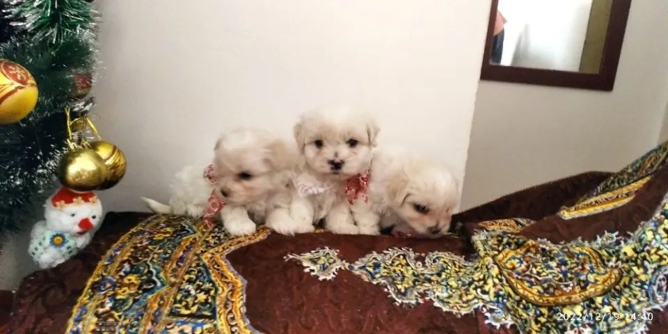 Lindos filhotes maltes cãozinho ideal para apto, crianças 