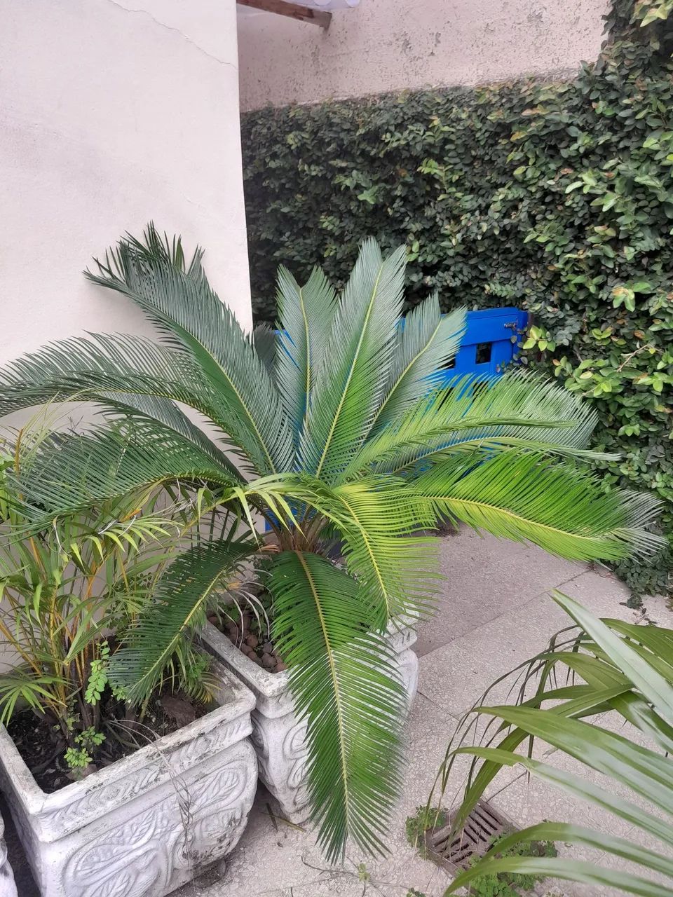 Vaso de planta com um Sagu grande