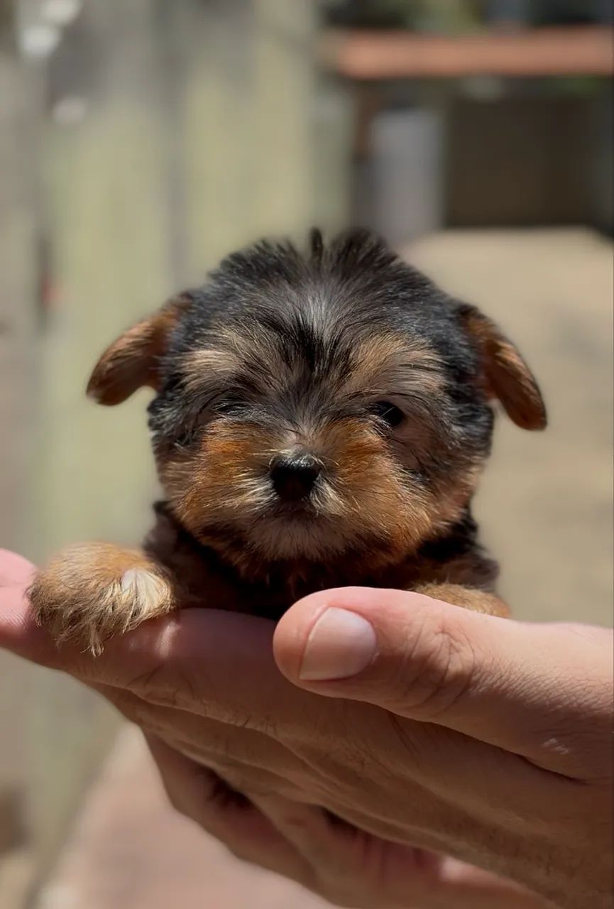 Filhotes de Yorkshire  - Foto 4