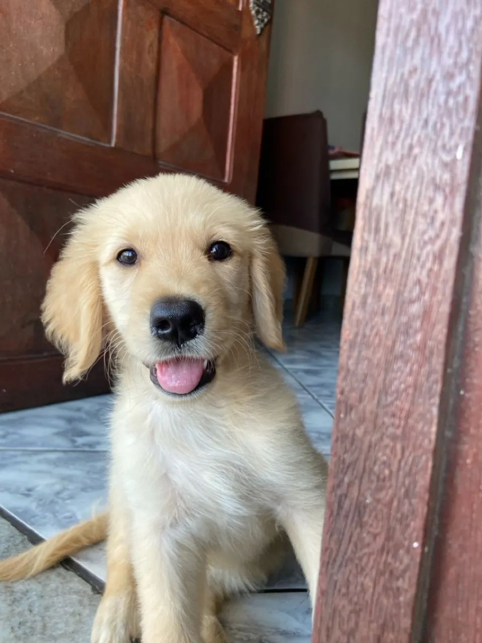 vendo golden retriever  - Foto 3