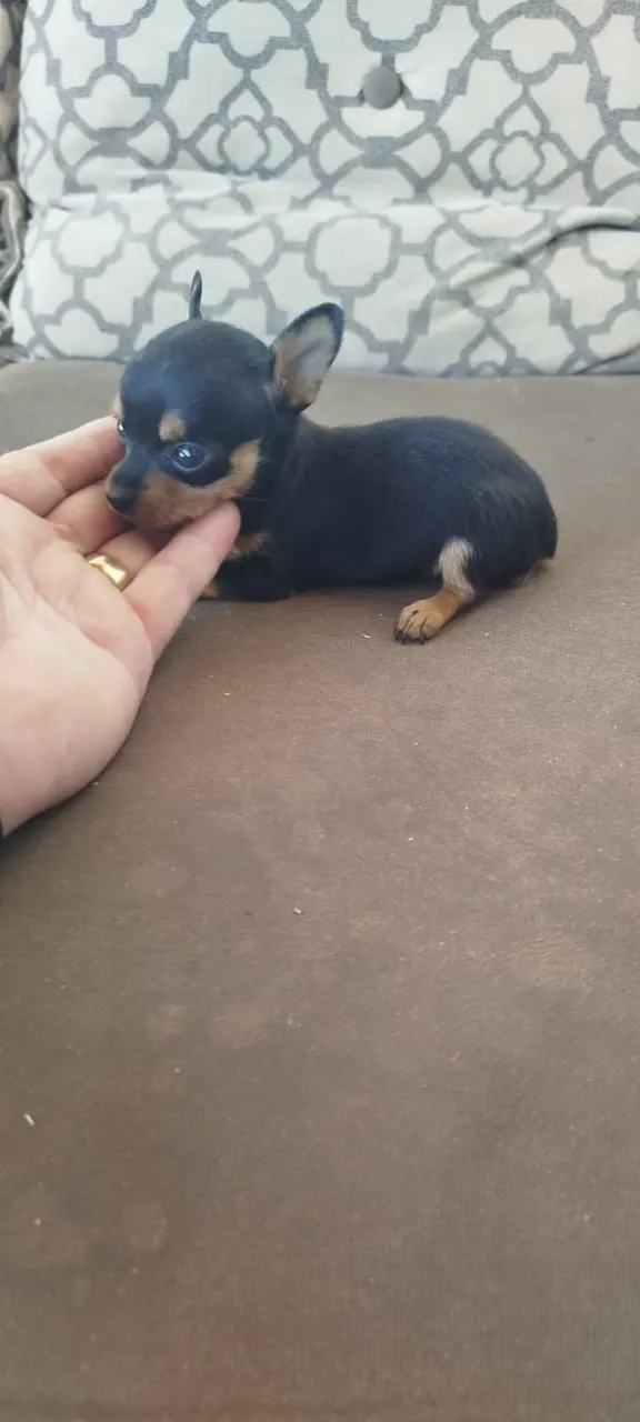 Pinscher fêmea 00 micro