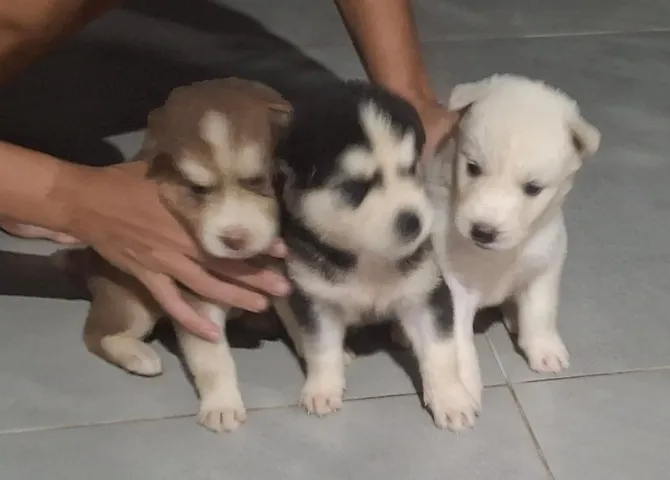 Husky Siberiano