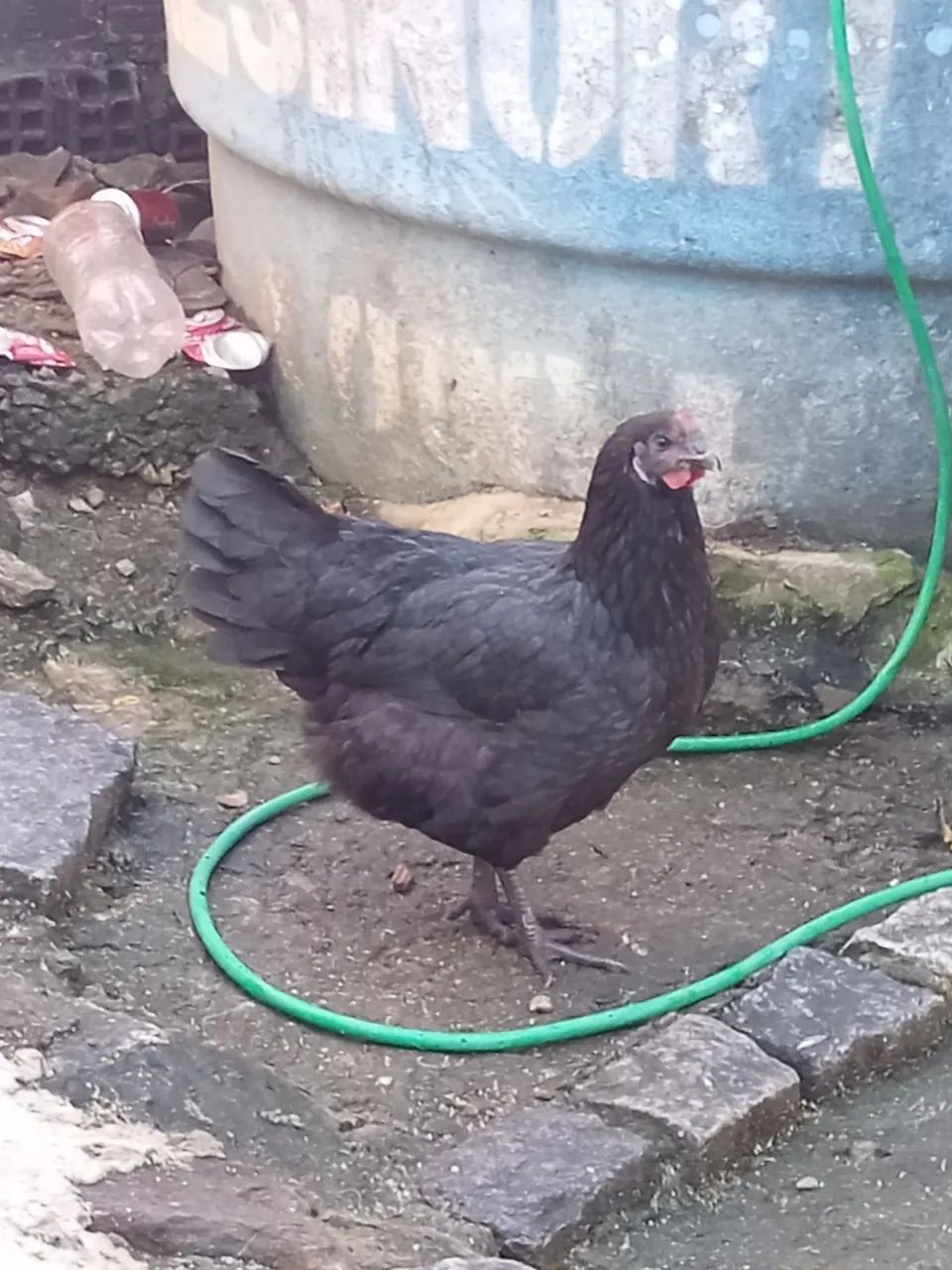 Galinha gigante Negro  - Foto 2