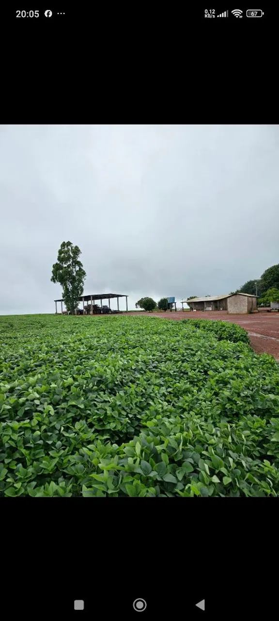 Fazenda de arrendamento 1.200hec em planalto da serra MT.