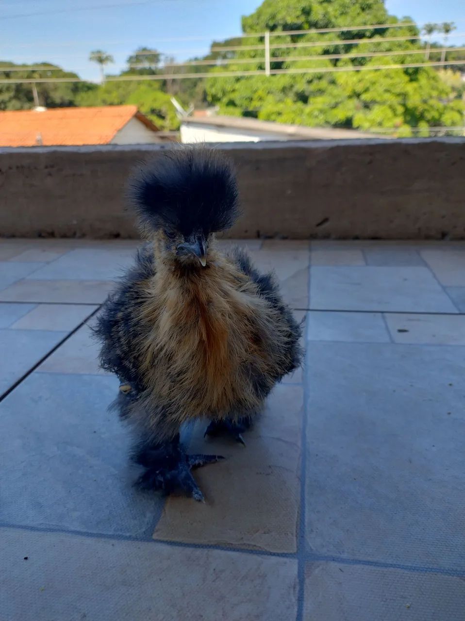 Galinha Sedosa - Pintinhos e franguinhos  - Foto 3