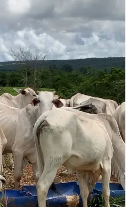 Venda de gado nelore