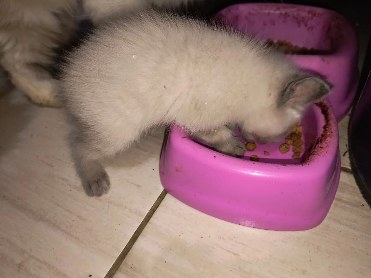 Gatinhos siamês puro - Foto 3