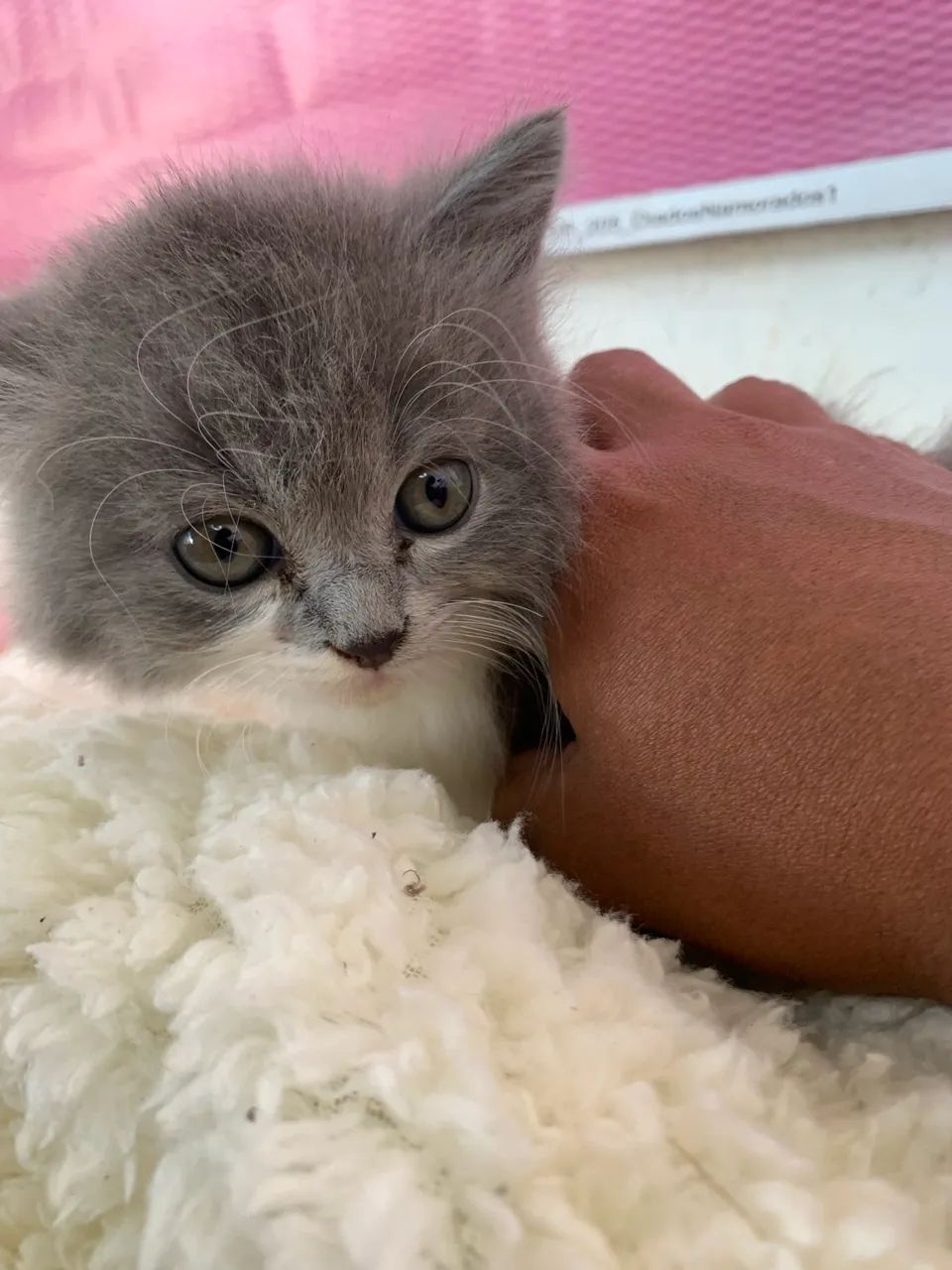 Persa Himalaio 64168607049090122