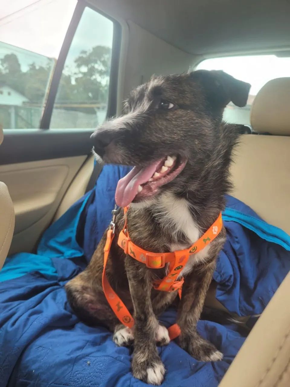 Cãozinho Adorável para Ado�ção,castrado - Foto 2