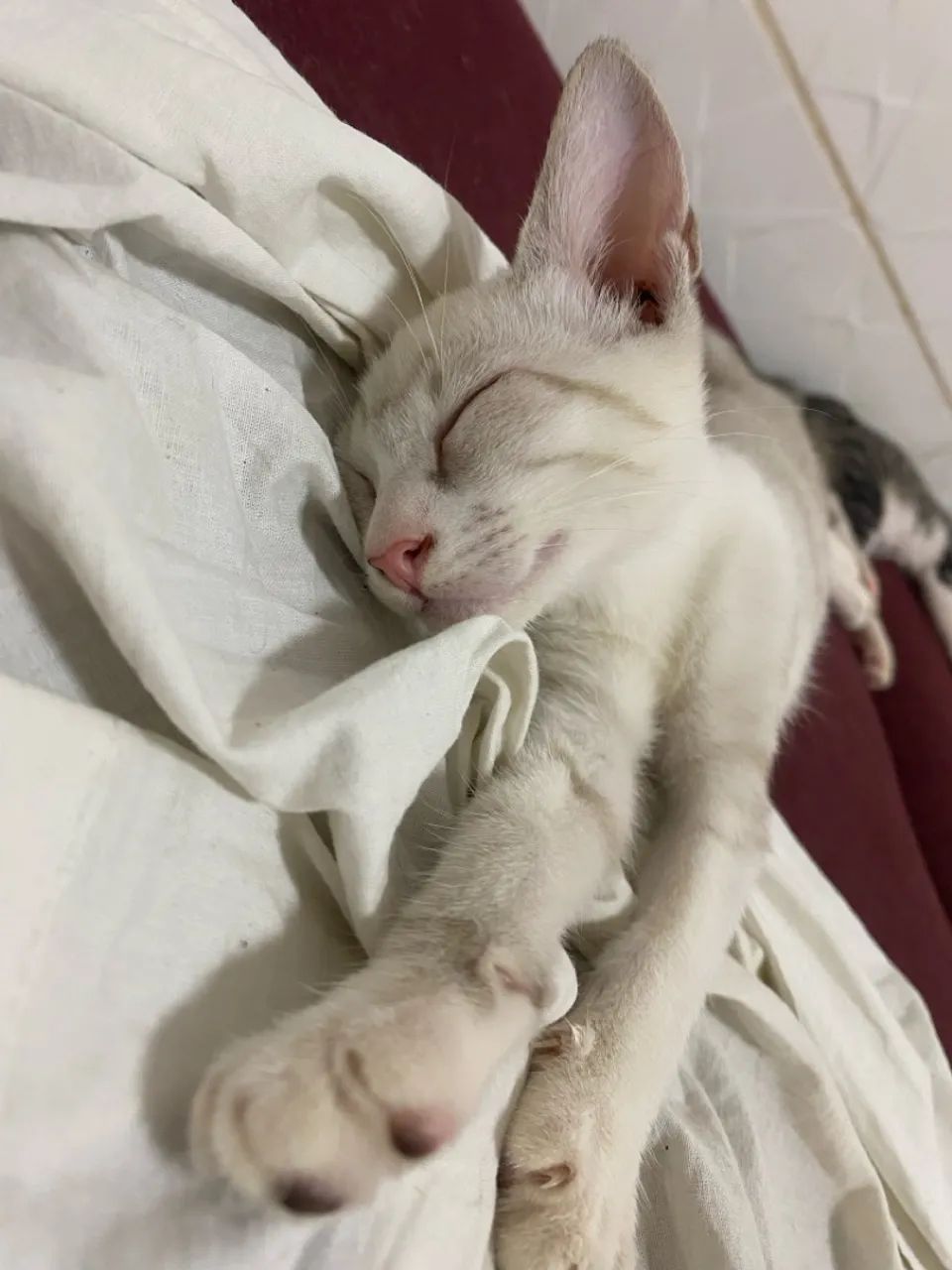 Gatinhos para adoção! - Foto 3