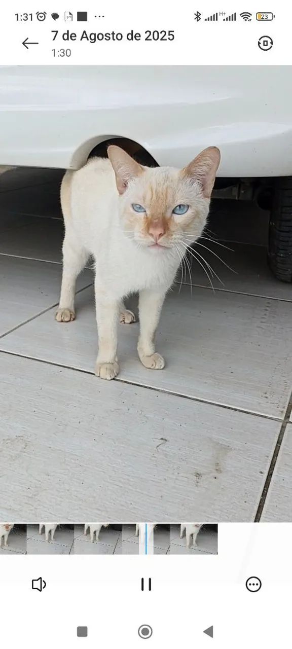 Lindo gatinho de Olhos Azuis - Foto 4
