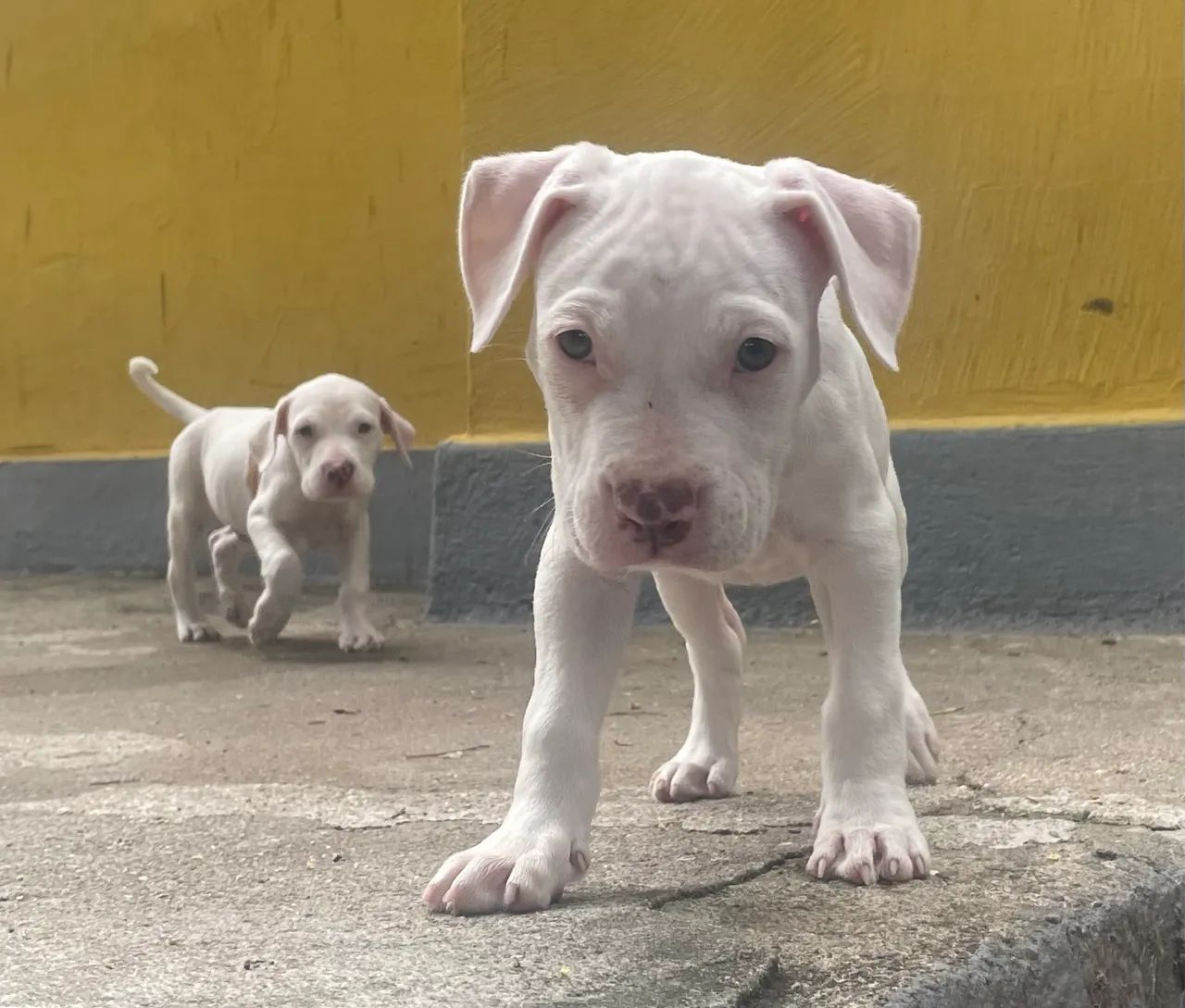 Filhotes de American Pitbull Terrier - Foto 4