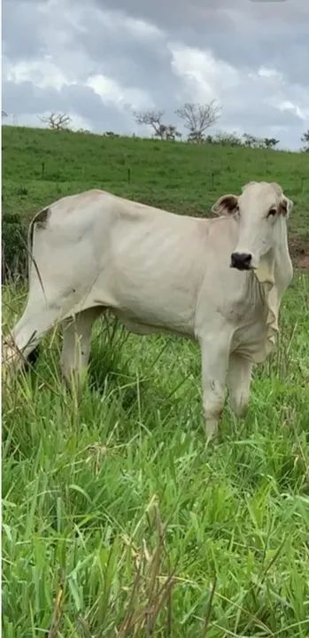 Venda de gado nelore - Foto 2