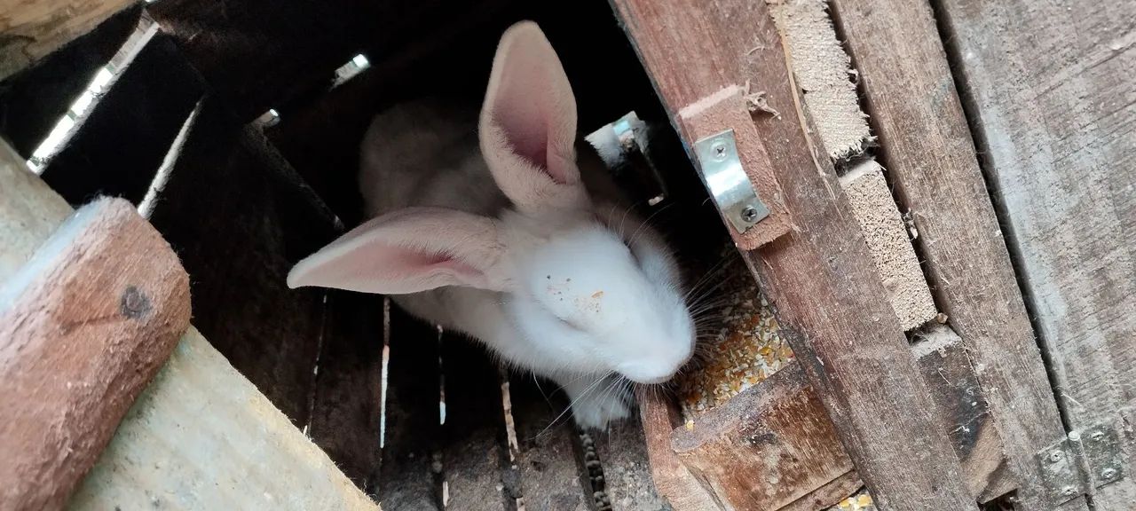Coelhos gigantes  - Foto 2