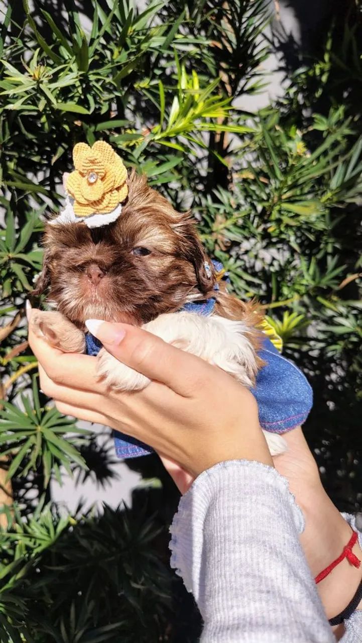 Mini shihtzu fêmea chocolate olhos azuis  - Foto 3