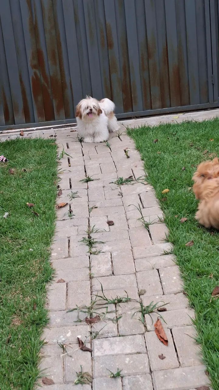 Shitzu femea  - Foto 2