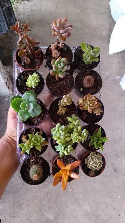 Cactos e suculentas  - Foto 2
