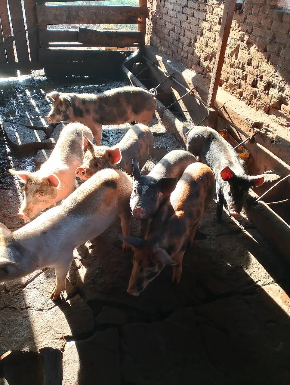 Leitões