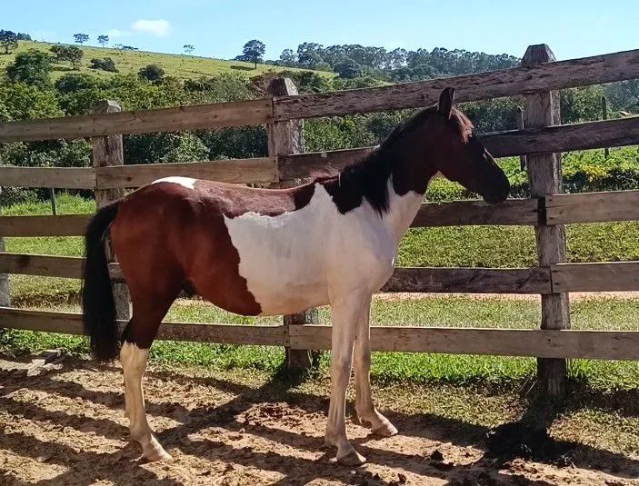 Potro Pampa de Castanho. - Foto 3