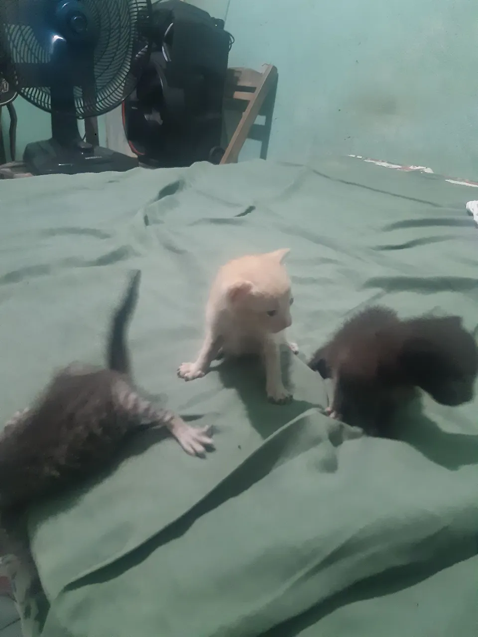Gatinhos fofos para adoção