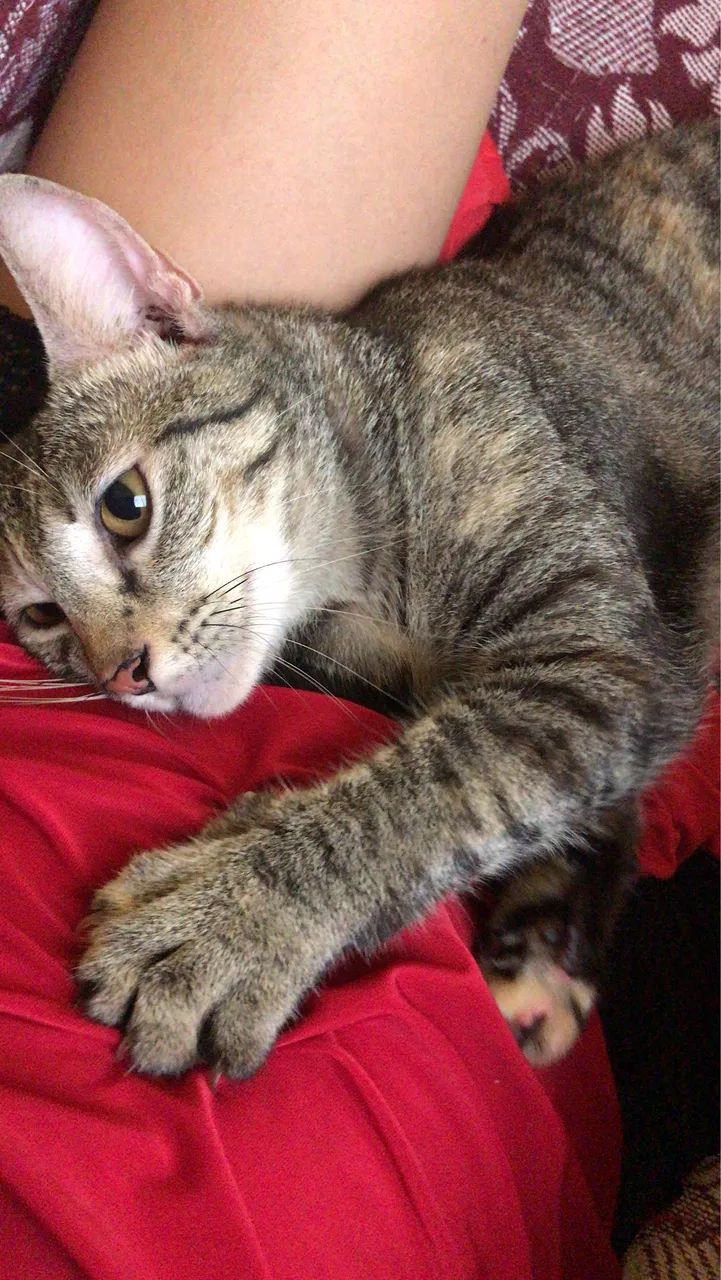 Gatinha castrada para doação responsável  - Foto 4