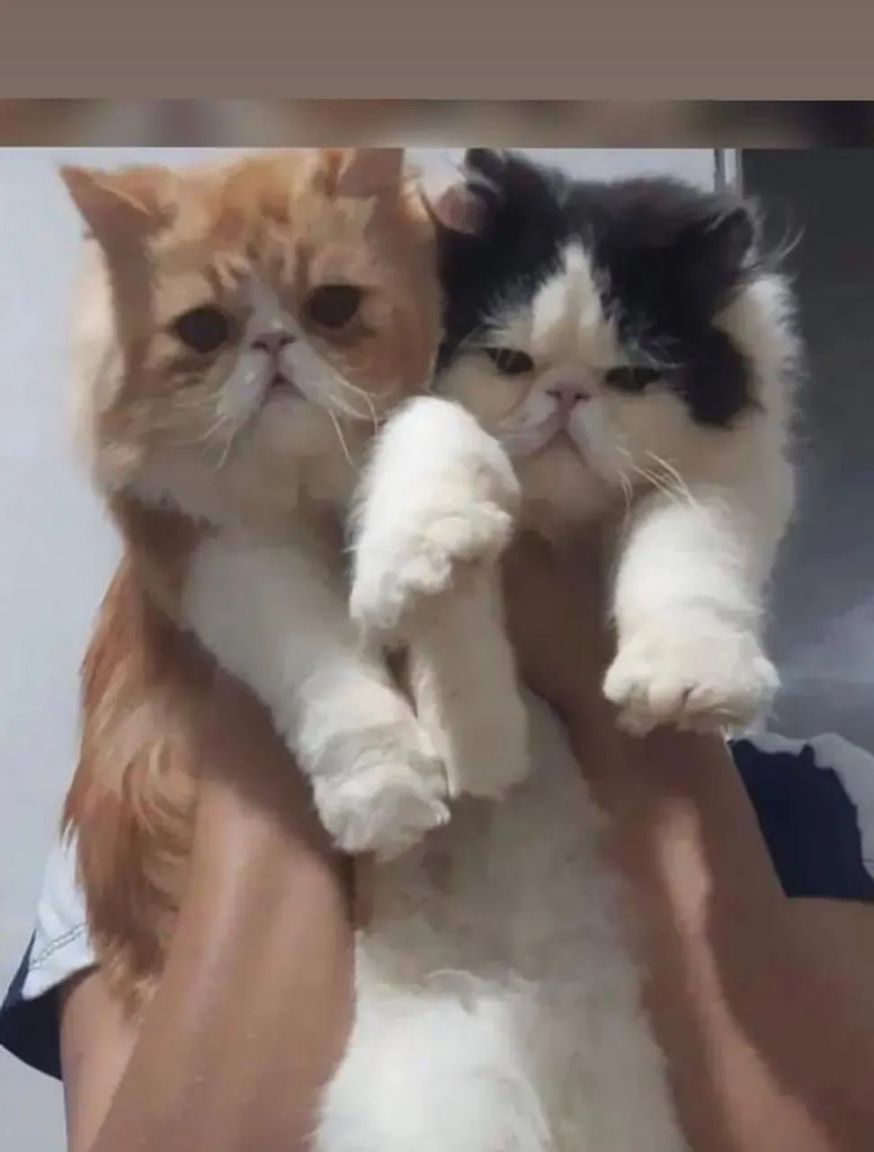 Gato Persa